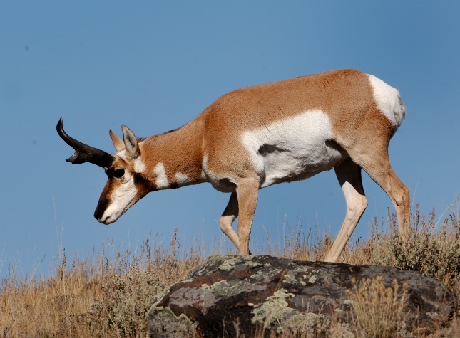 Antelope