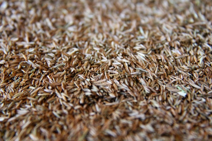 Grass seeds