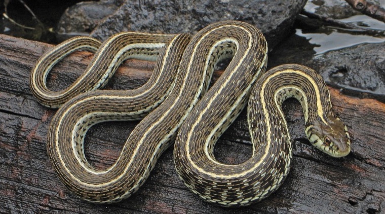 Snake