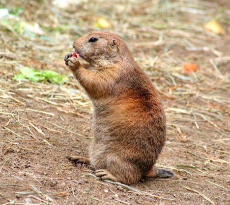 Rodent