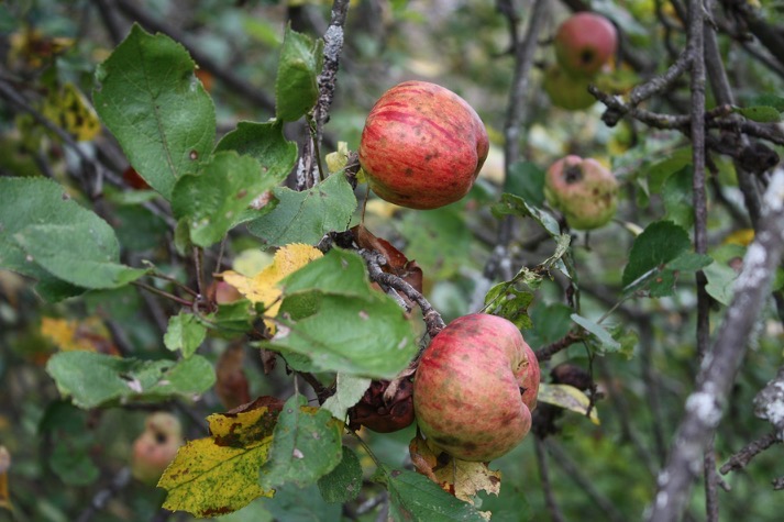 Fruit