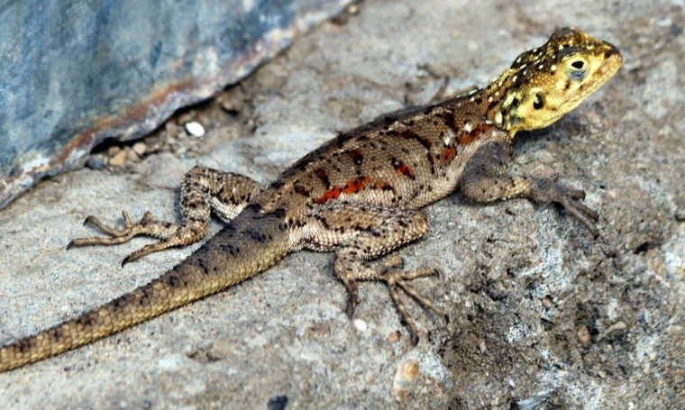 Lizard