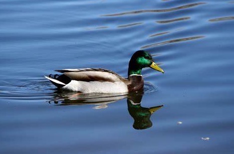 Duck