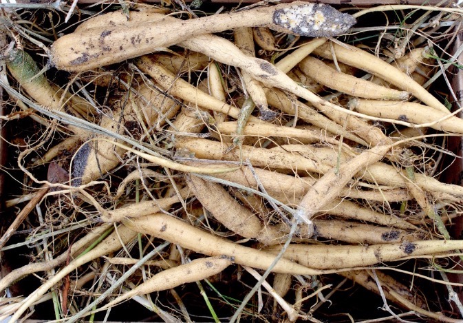 Roots