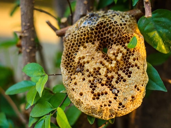 Honey