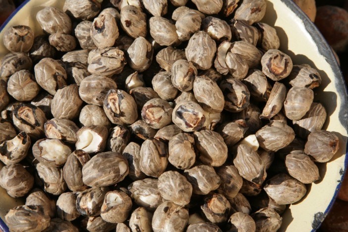 Mongongo nuts