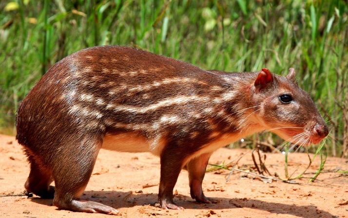 Paca