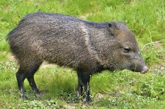 Peccary