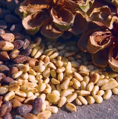 Pine nuts