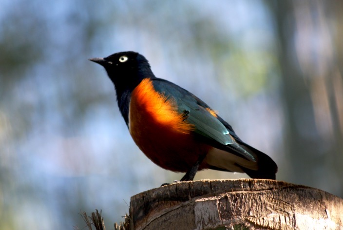 Bird