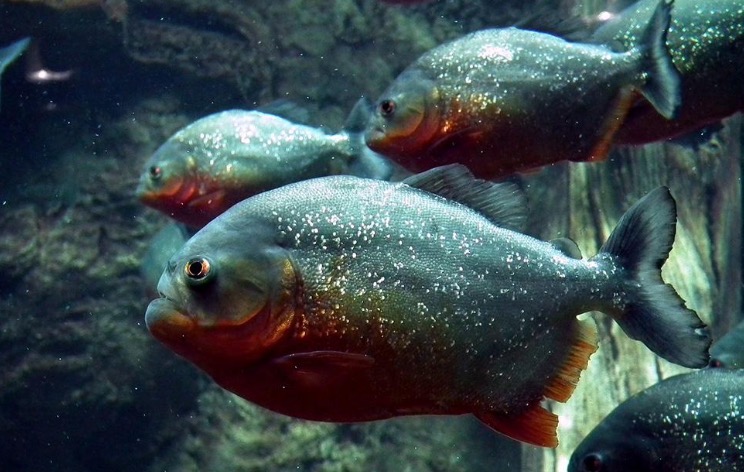 Fish