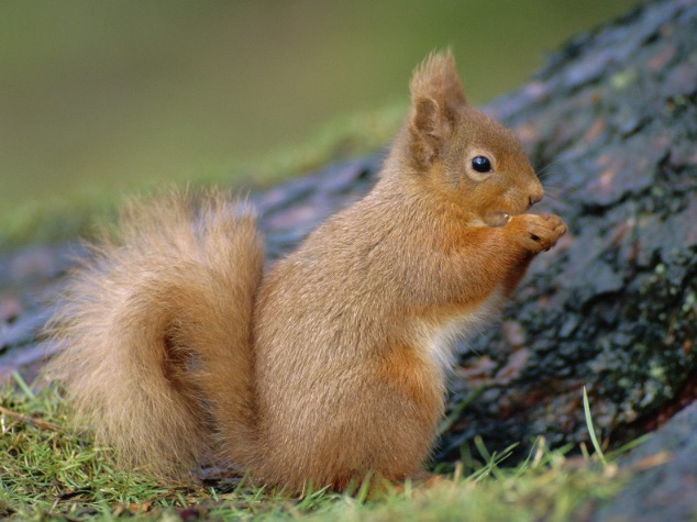 Squirrel