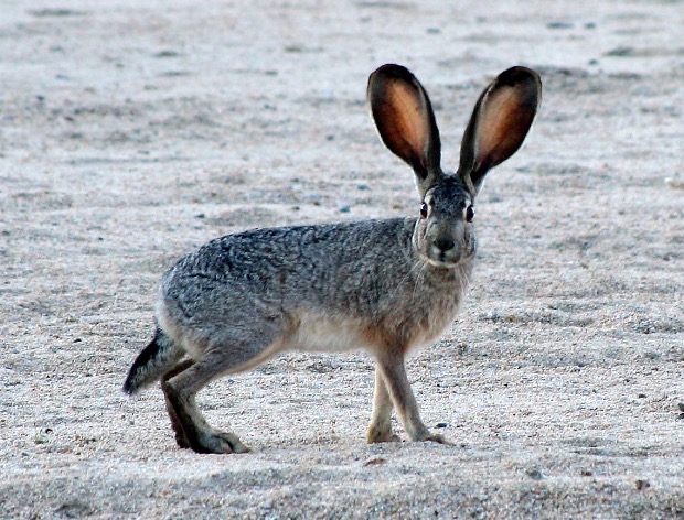 Hare