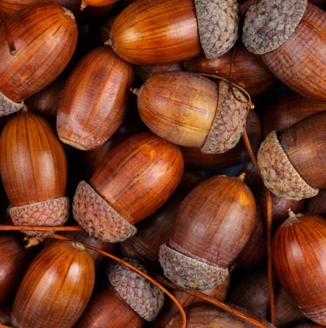 Acorns
