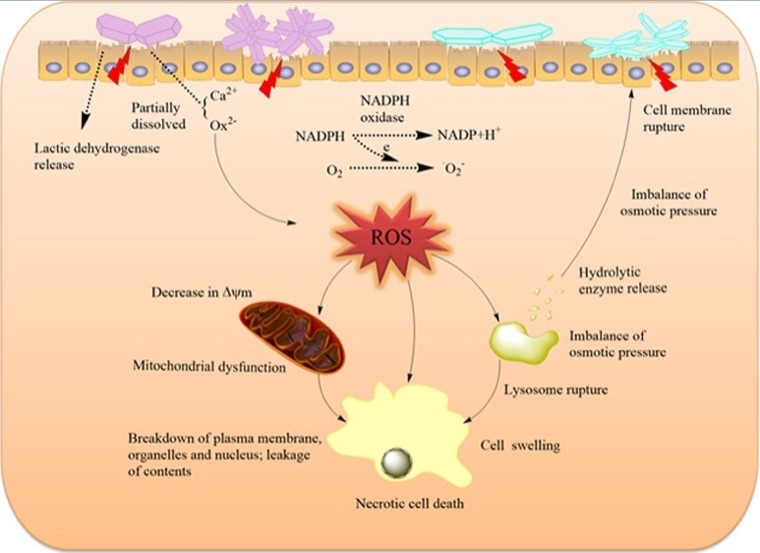 A diagram of how oxalate crystals damage kidney cells