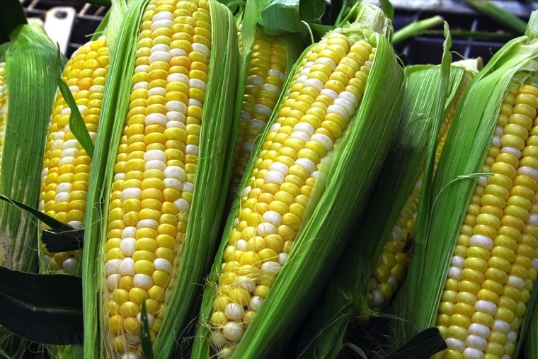 Modern corn
