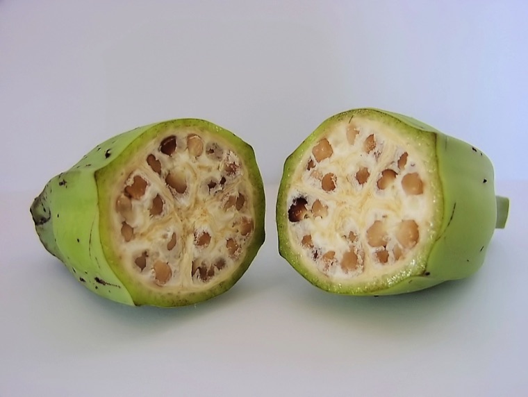 Wild banana