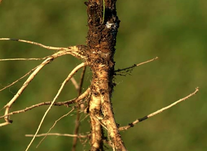 Wild carrot