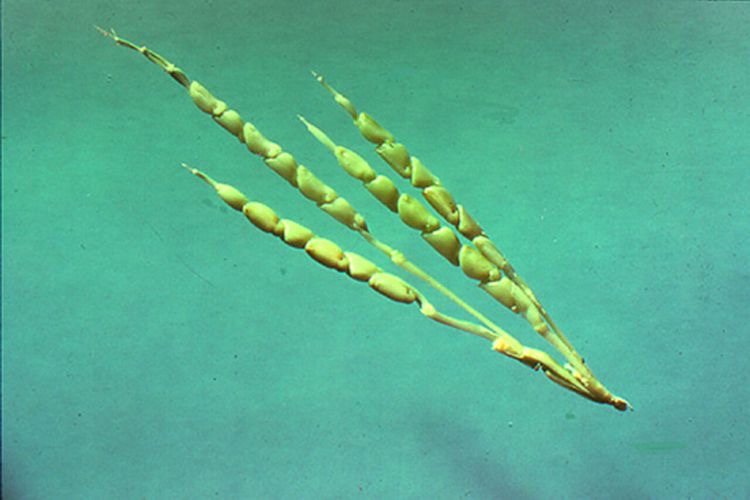 Wild corn