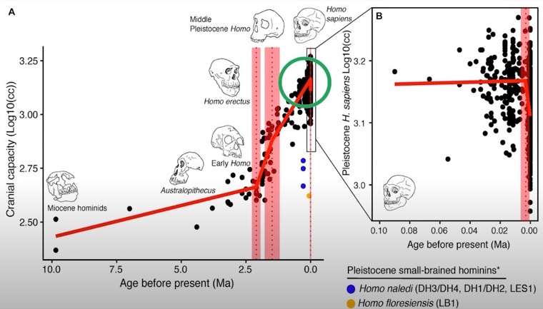 The development of the human brain