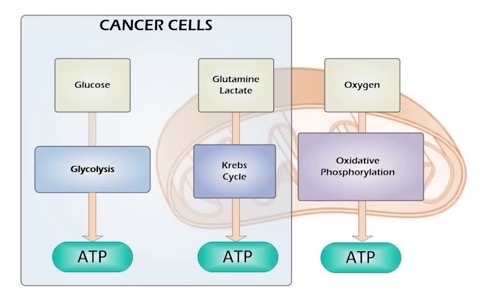 A cancer cell