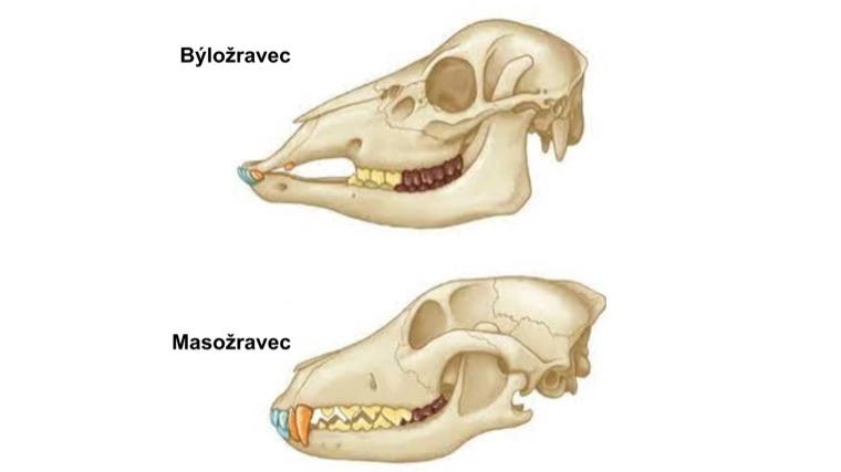 Herbivore and carnivore teeth compared
