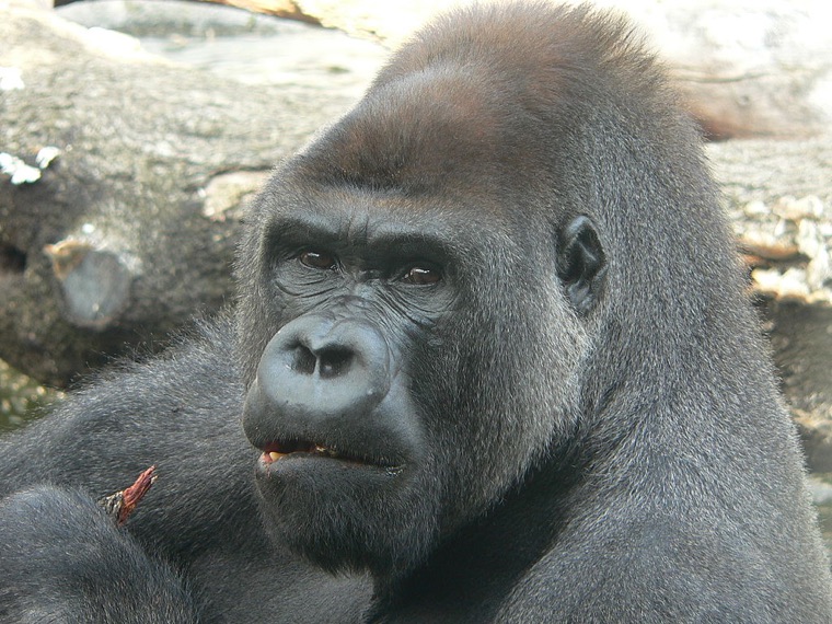 A gorilla
