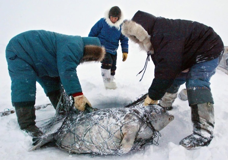The Inuit live almost entirely on meat