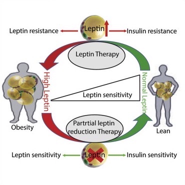 Insulin and leptin
