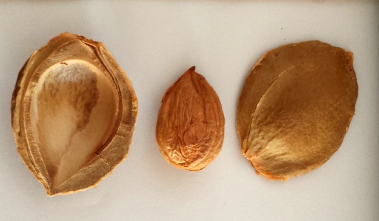 Apricot kernels contain highly toxic cyanide