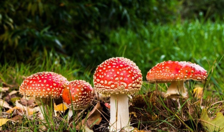 Poisonous mushrooms