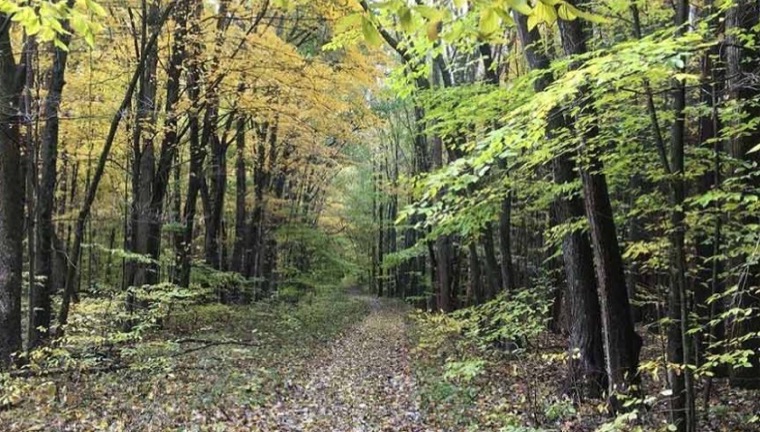 A forest path