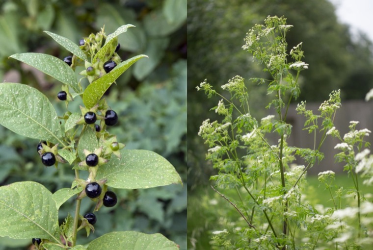 Deadly nightshade and poison hemlock