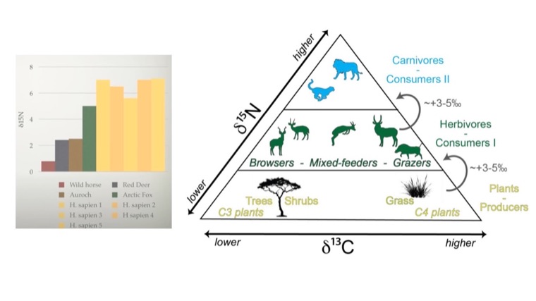Stable isotopes and meat consumption
