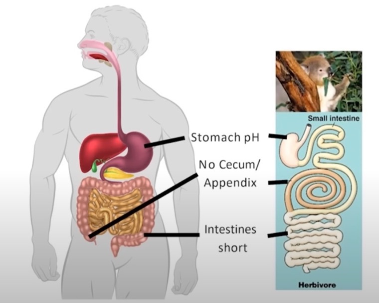 Comparing the digestive tract of a human and a herbivore