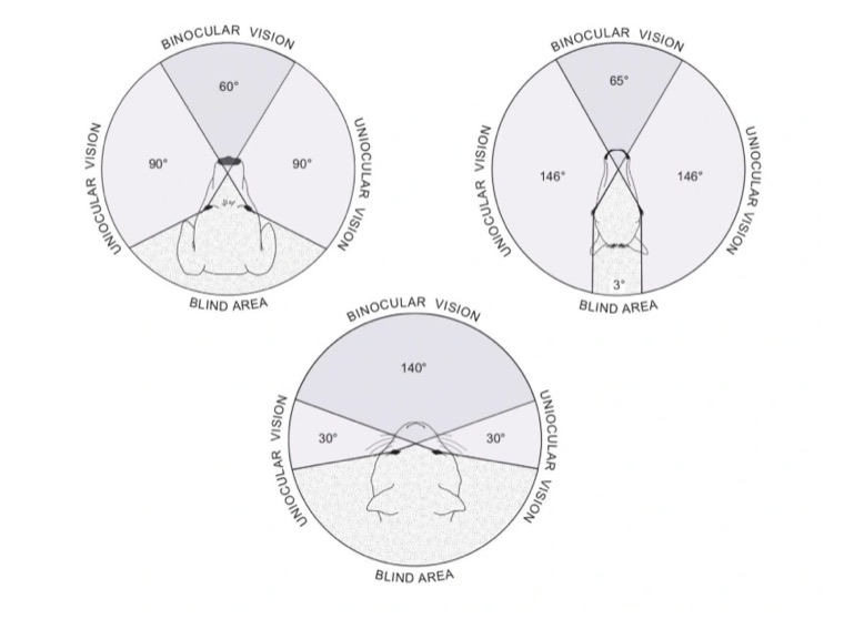 Field of vision of a predator and of prey compared